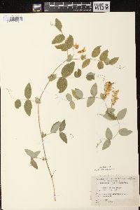 Lathyrus ochroleucus image