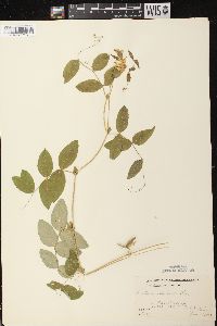 Lathyrus ochroleucus image