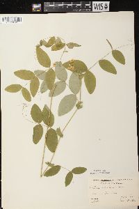 Lathyrus ochroleucus image