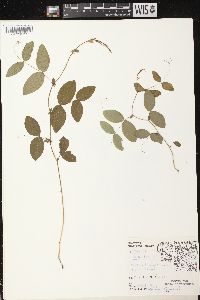 Lathyrus ochroleucus image