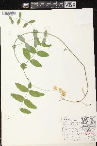 Lathyrus ochroleucus image