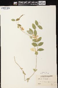 Lathyrus ochroleucus image