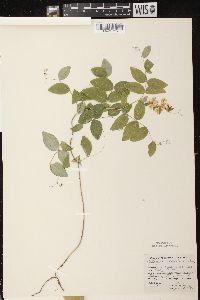 Lathyrus ochroleucus image