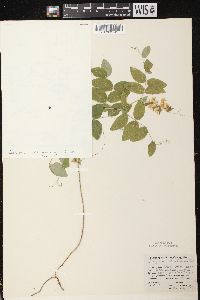 Lathyrus ochroleucus image