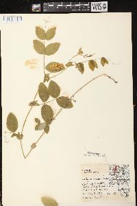 Lathyrus ochroleucus image