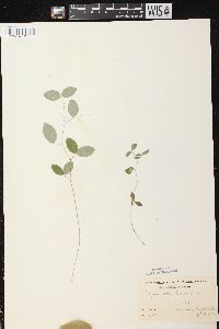 Lathyrus ochroleucus image