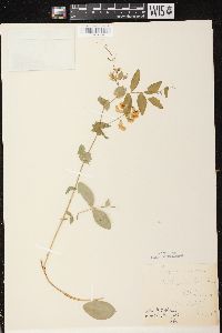 Lathyrus ochroleucus image