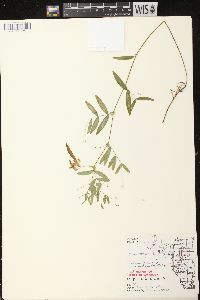 Lathyrus palustris image