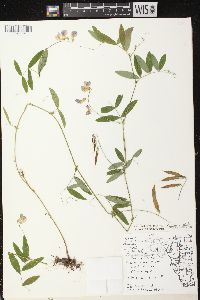 Lathyrus palustris image