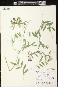 Lathyrus palustris image