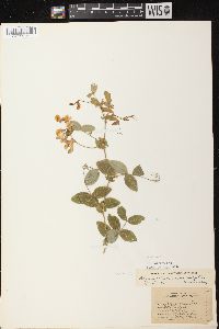 Lathyrus palustris image