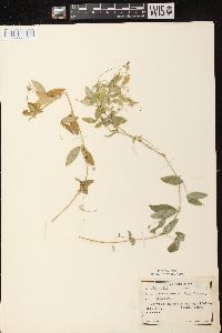 Lathyrus palustris image