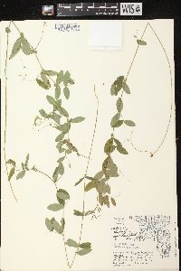 Lathyrus palustris image