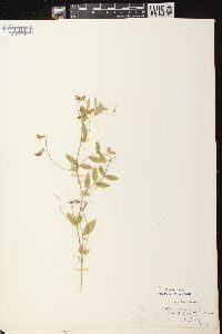 Lathyrus palustris image