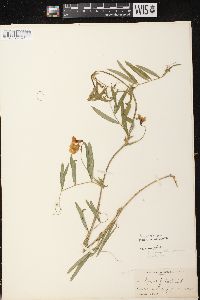 Lathyrus palustris image