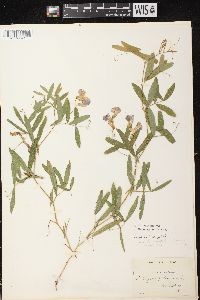 Lathyrus palustris image