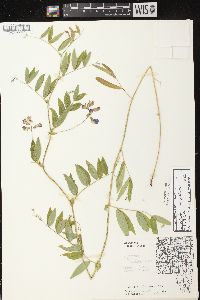 Lathyrus palustris image