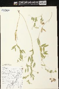 Lathyrus palustris image