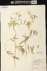 Lathyrus palustris image