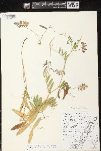 Lathyrus palustris image