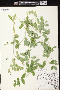 Lathyrus palustris image