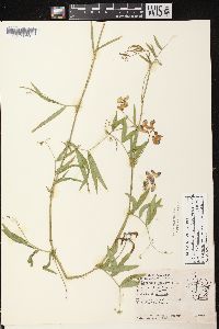 Lathyrus palustris image