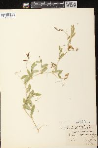 Lathyrus palustris image