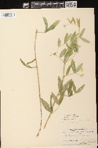 Lathyrus palustris image