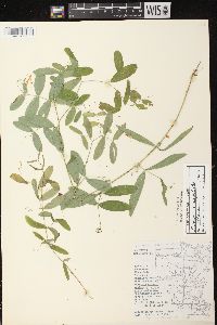 Lathyrus palustris image