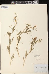 Lathyrus palustris image