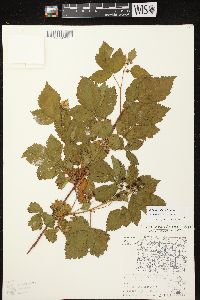 Rubus frondosus image