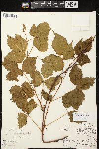 Rubus frondosus image