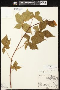 Rubus frondosus image