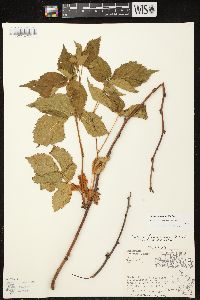 Rubus frondosus image