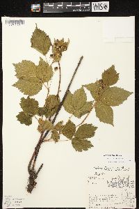 Rubus frondosus image