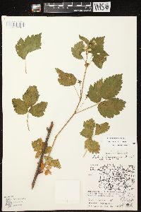 Rubus frondosus image