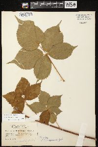 Rubus frondosus image