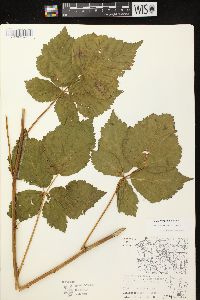 Rubus frondosus image