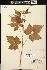 Rubus frondosus image