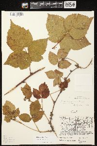 Rubus frondosus image