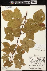 Rubus frondosus image