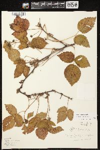 Rubus frondosus image