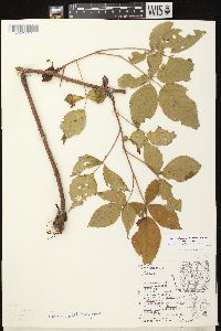 Rubus allegheniensis var. allegheniensis image