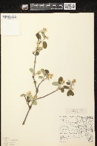 Amelanchier spicata image