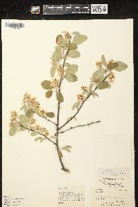 Amelanchier spicata image