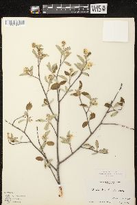 Amelanchier spicata image