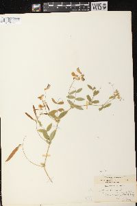 Lathyrus palustris image