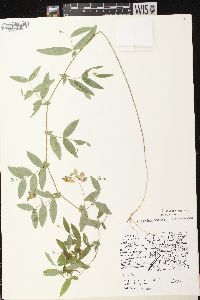 Lathyrus palustris image