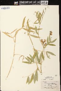 Lathyrus palustris image