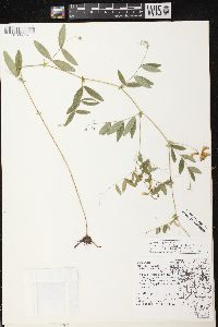 Lathyrus palustris image